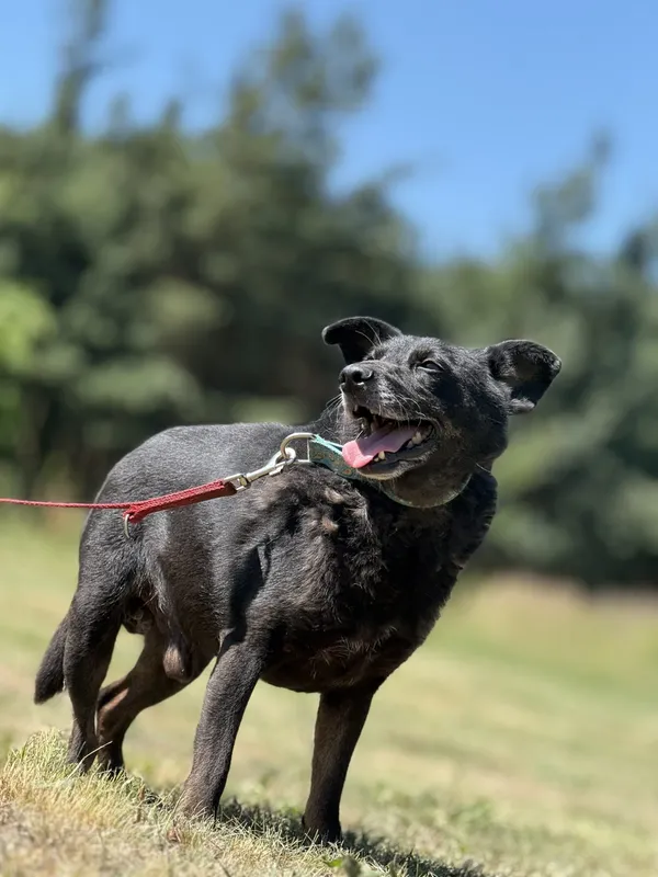 Pies do adopcji, Pieczyska, 7 lipca 2025 (4/4)