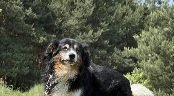 Pies do adopcji, Pieczyska, 7 lipca 2025 (1/3)