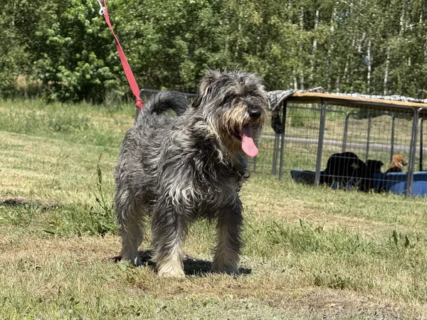 Pies do adopcji, Pieczyska, 7 lipca 2025 (3/3)