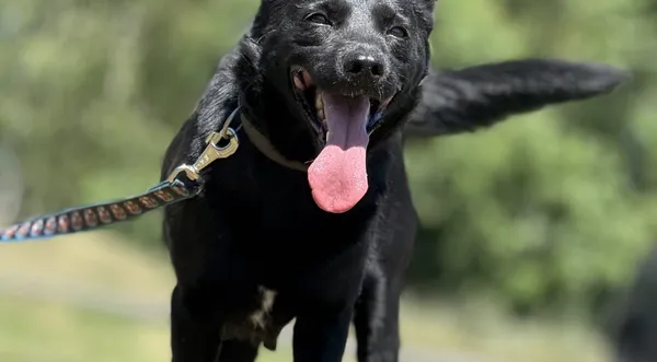 Pies do adopcji, Pieczyska, 7 lipca 2025 (1/5)