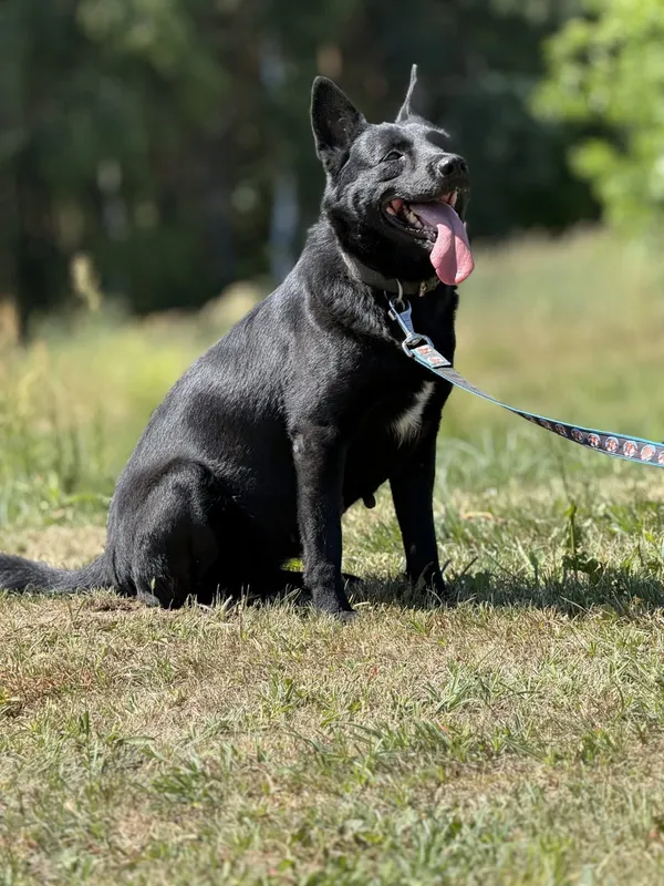 Pies do adopcji, Pieczyska, 7 lipca 2025 (3/5)