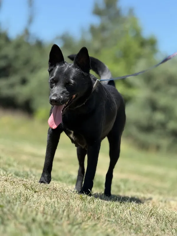 Pies do adopcji, Pieczyska, 7 lipca 2025 (5/5)