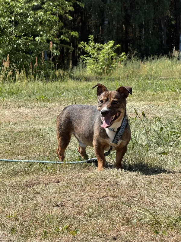 Pies do adopcji, Pieczyska, 7 lipca 2025 (3/4)