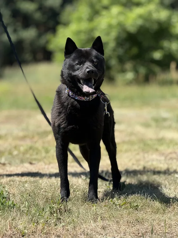 Pies do adopcji, Pieczyska, 7 lipca 2025 (3/5)