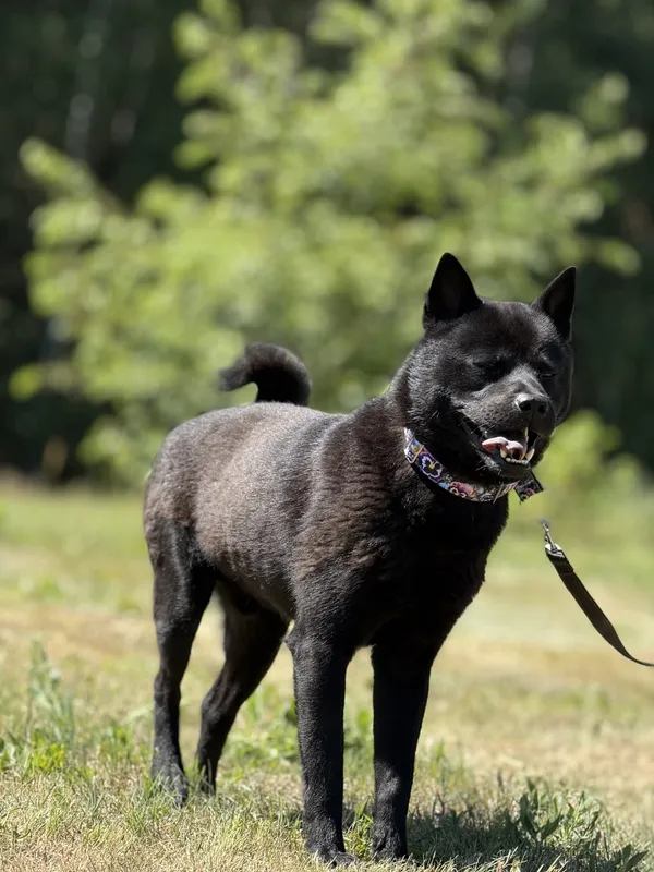 Pies do adopcji, Pieczyska, 7 lipca 2025 (5/5)