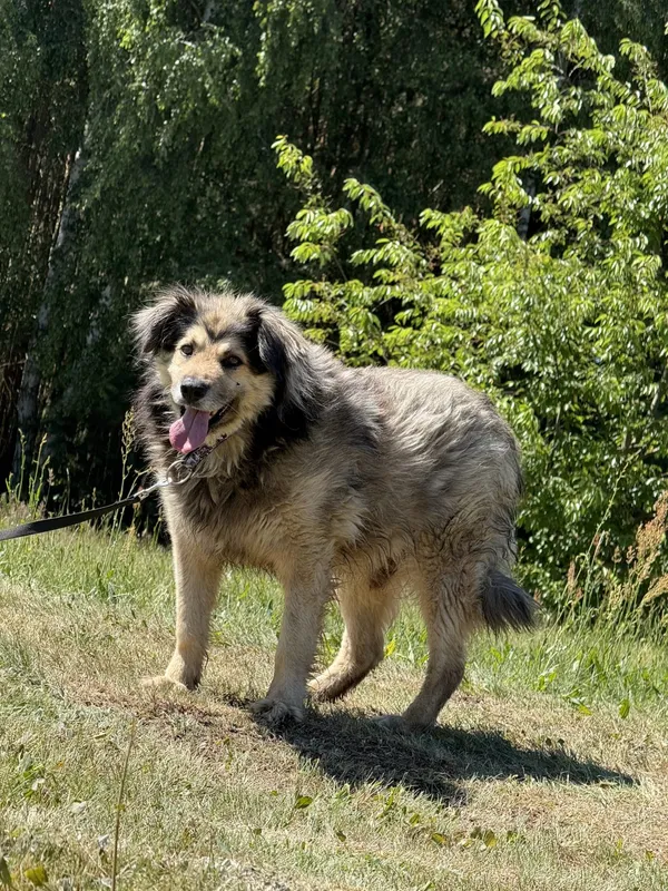 Pies do adopcji, Pieczyska, 7 lipca 2025 (2/5)