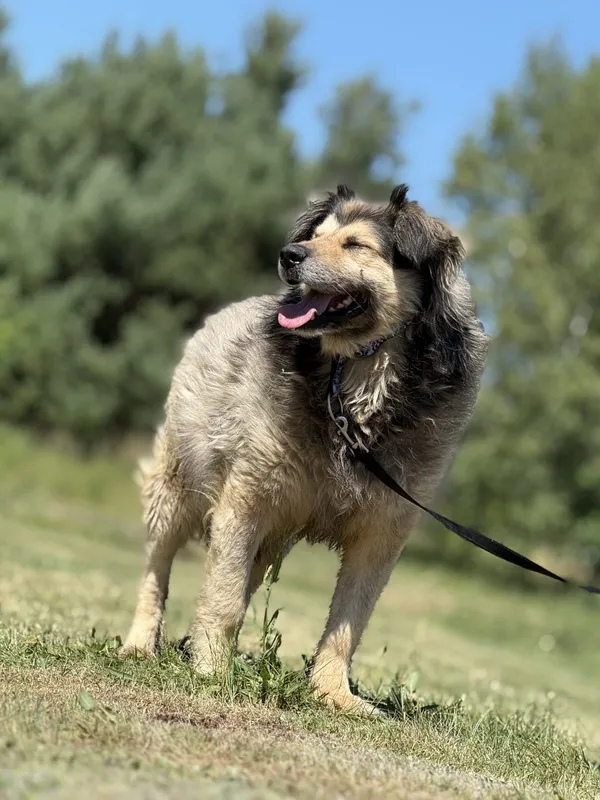 Pies do adopcji, Pieczyska, 7 lipca 2025 (3/5)