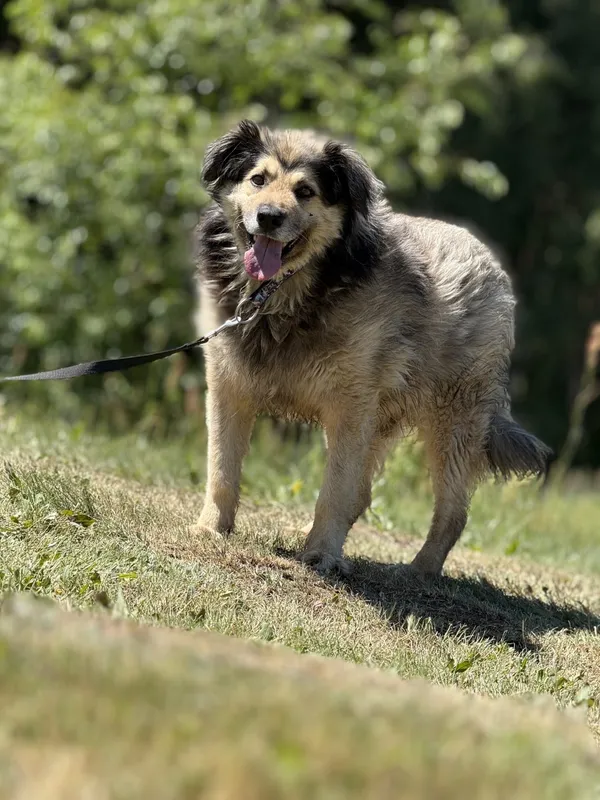 Pies do adopcji, Pieczyska, 7 lipca 2025 (5/5)