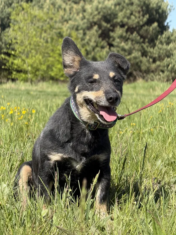 Pies do adopcji, Pieczyska, 7 lipca 2025 (2/4)