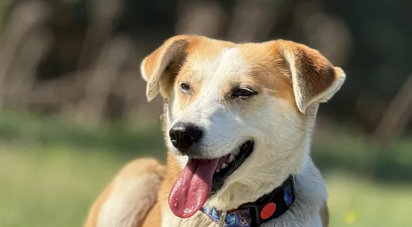 Pies do adopcji, Pieczyska, 7 lipca 2025 (1/5)