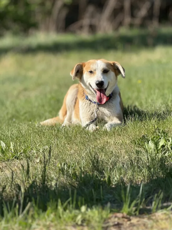 Pies do adopcji, Pieczyska, 7 lipca 2025 (5/5)