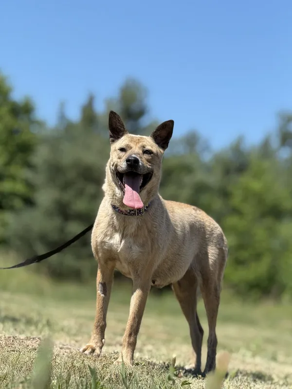 Pies do adopcji, Pieczyska, 7 lipca 2025 (2/4)