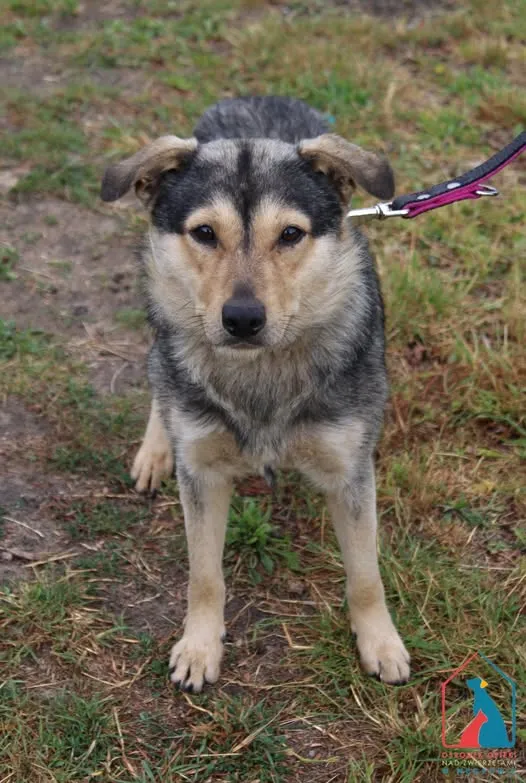 Pies do adopcji, Grudziądz, 4 lipca 2025