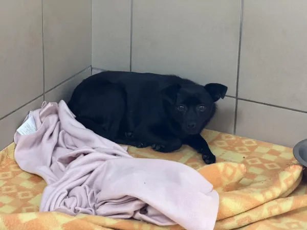 Pies do adopcji, Kraków, 22 czerwca 2025