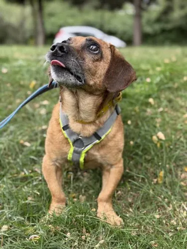 Pies do adopcji, Kraków, 23 czerwca 2025 (1/4)