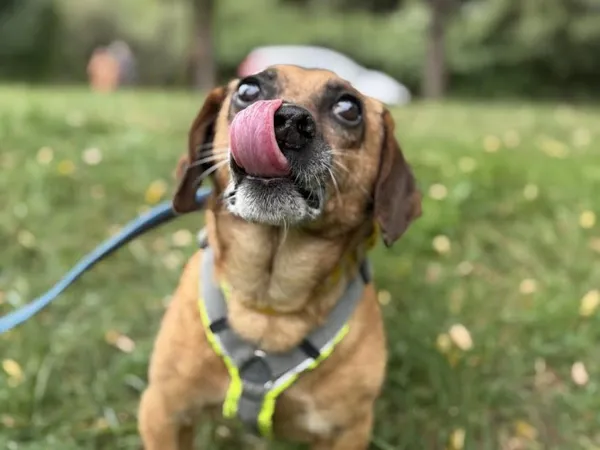 Pies do adopcji, Kraków, 23 czerwca 2025 (3/4)