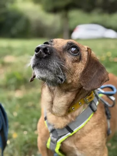 Pies do adopcji, Kraków, 23 czerwca 2025 (4/4)