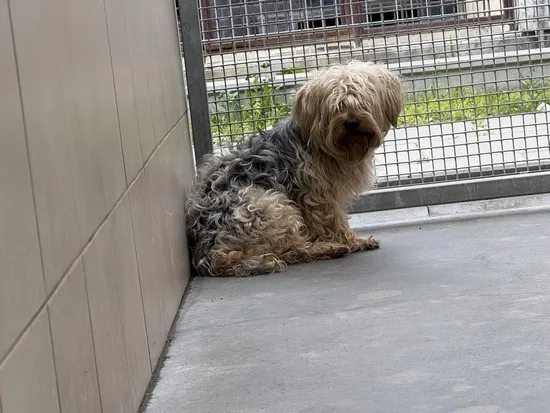 Pies do adopcji, Kraków, 23 czerwca 2025