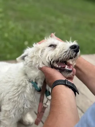 Pies do adopcji, Kraków, 23 czerwca 2025 (1/5)