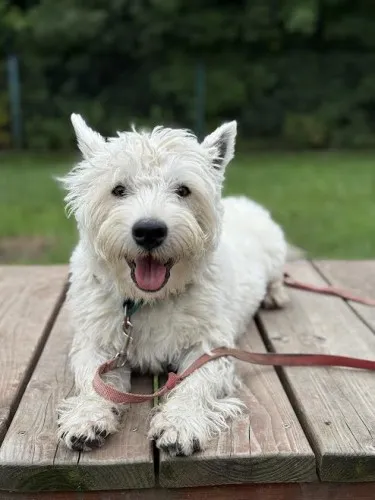 Pies do adopcji, Kraków, 23 czerwca 2025 (2/5)