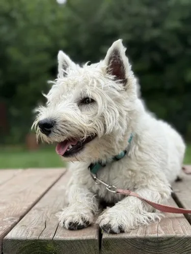 Pies do adopcji, Kraków, 23 czerwca 2025 (4/5)