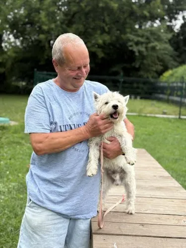 Pies do adopcji, Kraków, 23 czerwca 2025 (5/5)