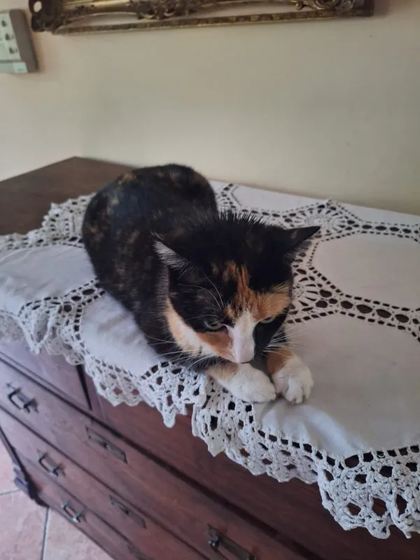 Zaginął kot, Męcikał, 8 lipca 2025