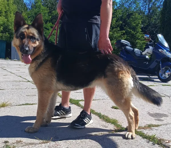 Znaleziono psa, Pieckowo, 3 lipca 2025 (1/2)