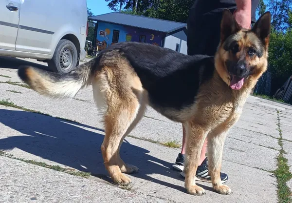 Znaleziono psa, Pieckowo, 3 lipca 2025 (2/2)