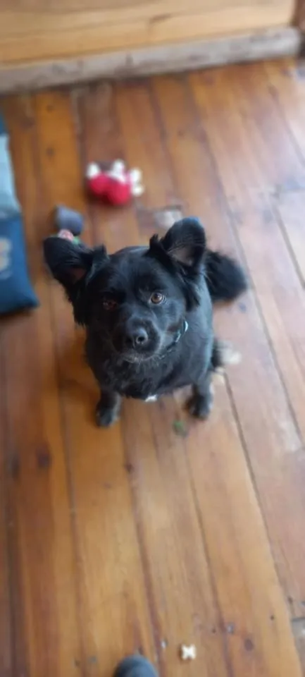 Pies do adopcji, Rytlów, 8 lipca 2025