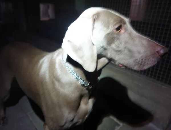 Znaleziono psa, Gdańsk, 8 lipca 2025