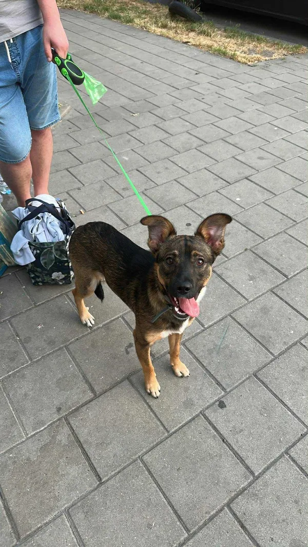 Zaginął pies, Łódź, 7 lipca 2025