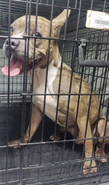 Znaleziono psa, Radom, 7 lipca 2025