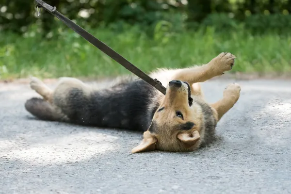 Pies do adopcji, Nowodwór, 7 lipca 2025 (2/5)