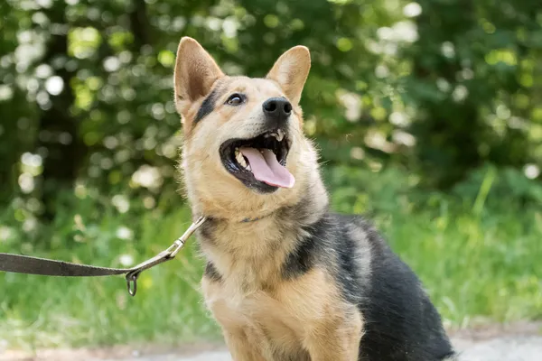 Pies do adopcji, Nowodwór, 7 lipca 2025 (3/5)