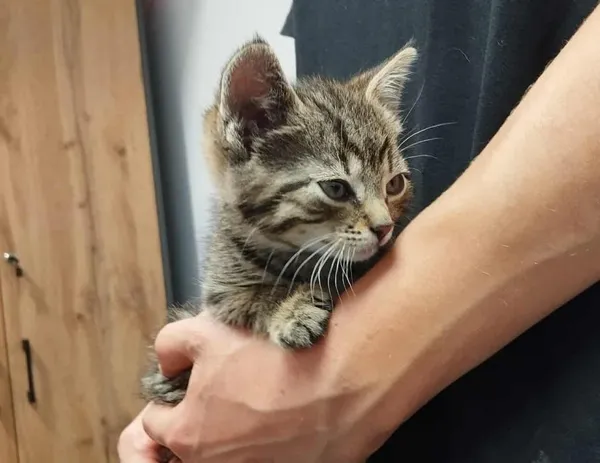 Znaleziono kota, Toruń, 5 lipca 2025