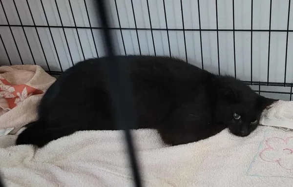 Znaleziono kota, Toruń, 4 lipca 2025