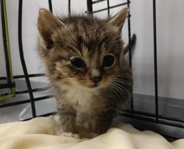 Znaleziono kota, Toruń, 4 lipca 2025