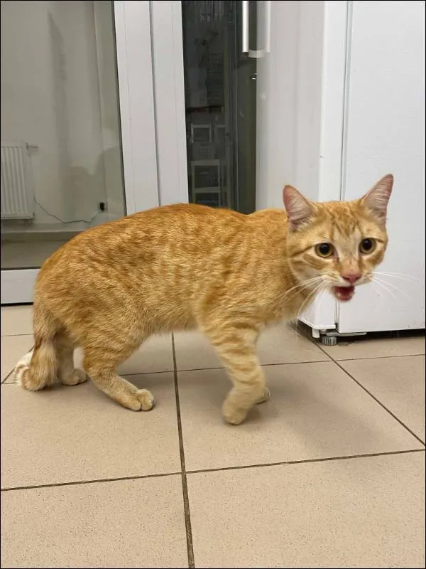 Znaleziono kota, Grudziądz, 4 lipca 2025