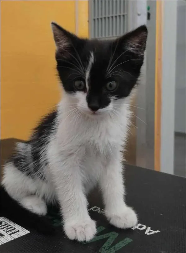 Znaleziono kota, Grudziądz, 7 lipca 2025