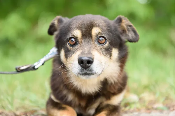 Pies do adopcji, Nowodwór, 7 lipca 2025 (4/5)