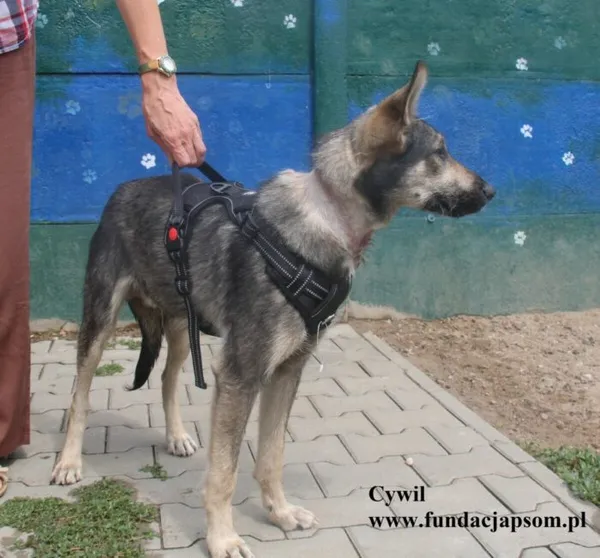 Pies do adopcji, Nowy Dwór Mazowiecki, 8 lipca 2025 (5/5)