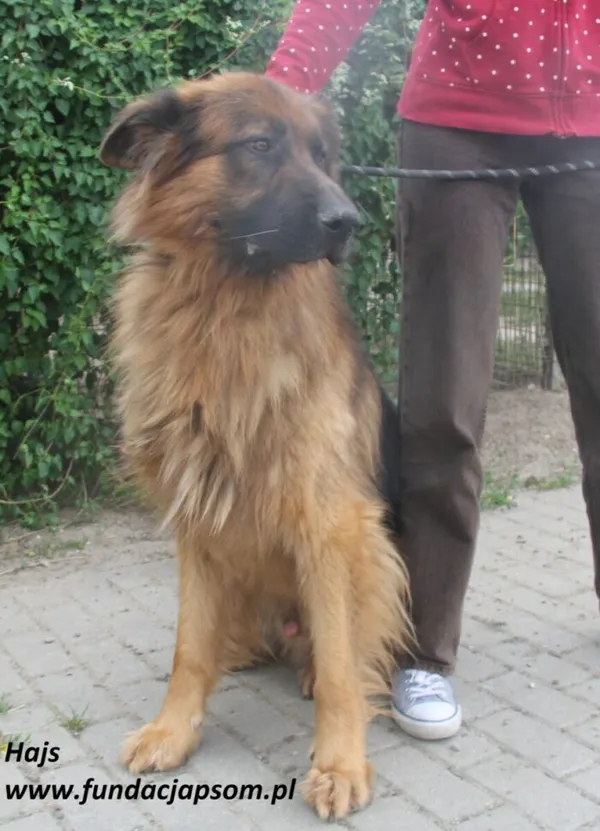 Pies do adopcji, Nowy Dwór Mazowiecki, 8 lipca 2025 (3/5)