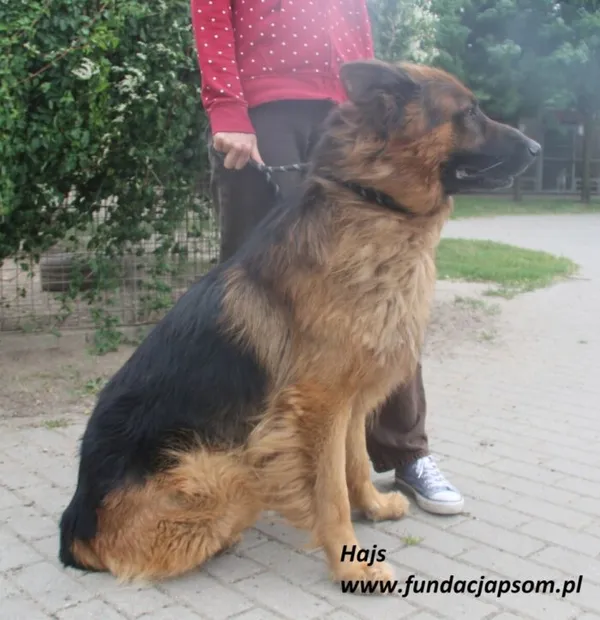 Pies do adopcji, Nowy Dwór Mazowiecki, 8 lipca 2025 (5/5)