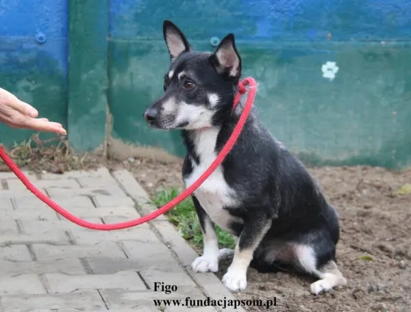 Pies do adopcji, Nowy Dwór Mazowiecki, 25 czerwca 2025 (3/4)