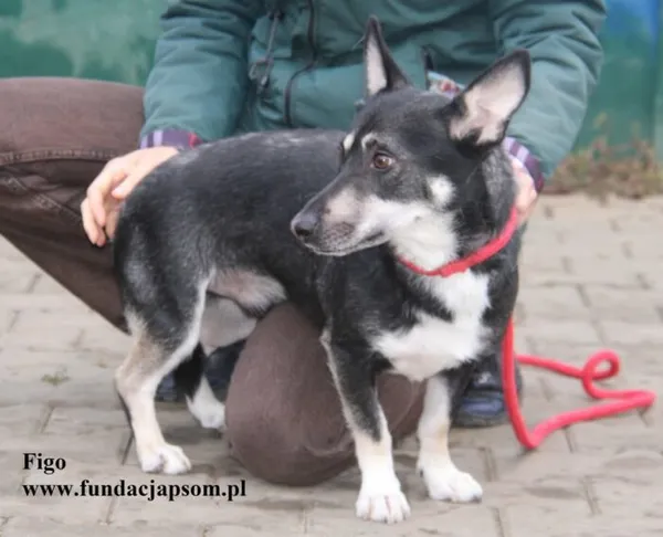 Pies do adopcji, Nowy Dwór Mazowiecki, 25 czerwca 2025 (4/4)