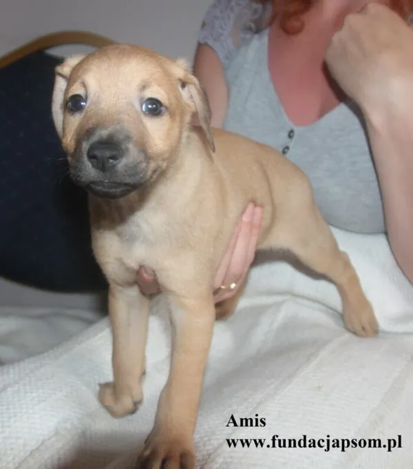 Pies do adopcji, Nowy Dwór Mazowiecki, 8 lipca 2025 (2/5)