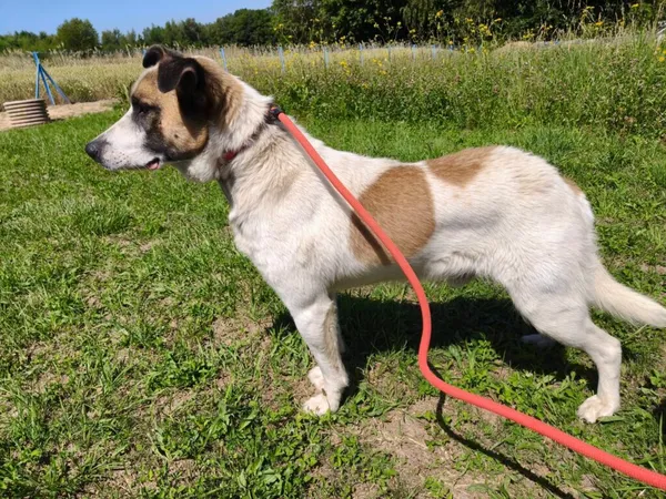 Pies do adopcji, Ropczyce, 8 lipca 2025