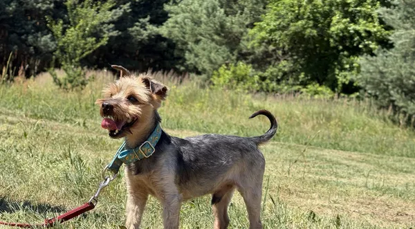 Pies do adopcji, Pieczyska, 8 lipca 2025 (1/5)