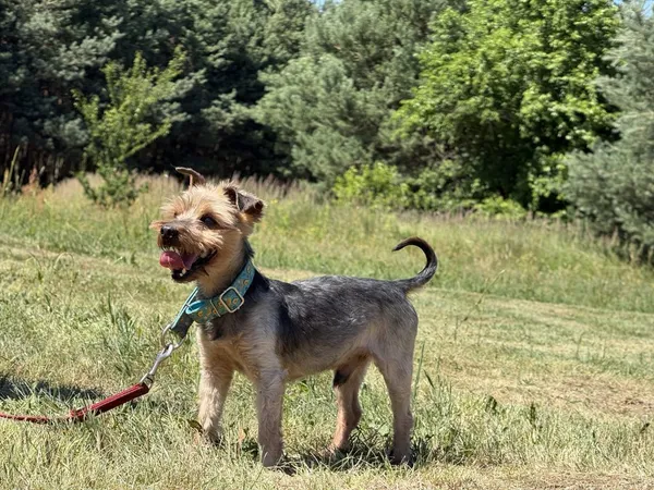 Pies do adopcji, Pieczyska, 8 lipca 2025 (2/5)